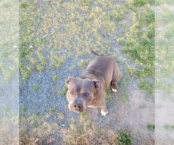 Medium Photo #1 American Pit Bull Terrier Puppy For Sale in BROCKTON, MA, USA