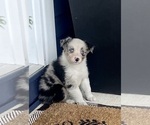 Small Photo #9 Australian Shepherd Puppy For Sale in LODA, IL, USA