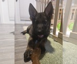 Percy - Male German Shepherd Dog Puppy for Sale - Small photo