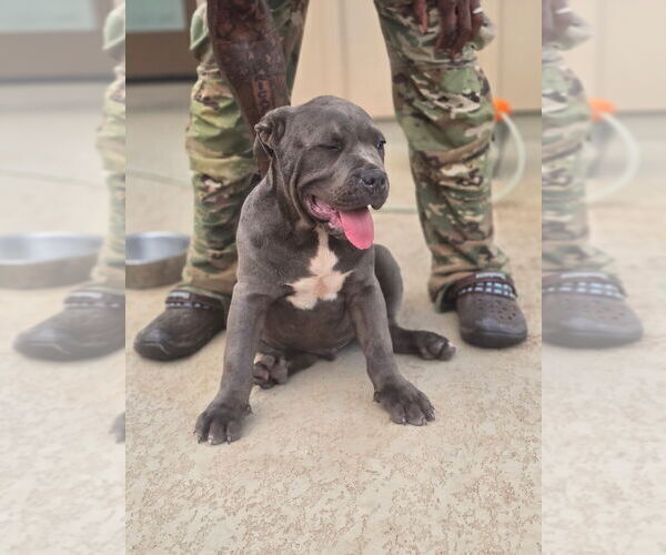 Medium Photo #1 American Bully Puppy For Sale in COPPERAS COVE, TX, USA