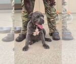 Puppy Crestone American Bully