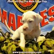 Small Photo #128 Dogo Argentino Puppy For Sale in JANE, MO, USA