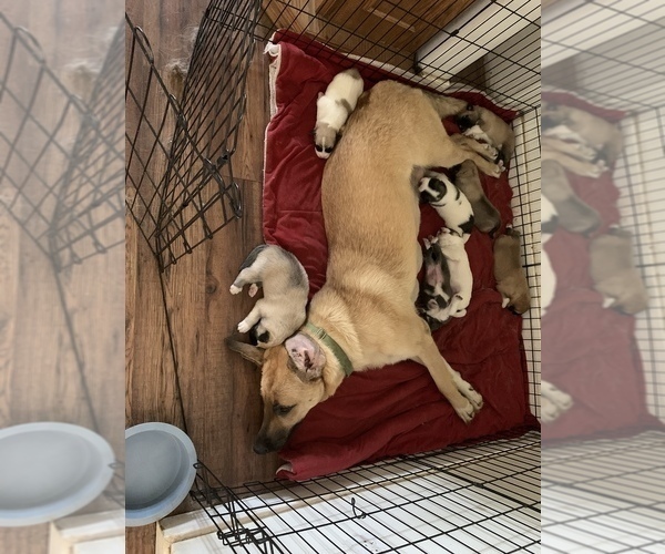 Medium Photo #1 Belgian Malinois-Great Pyrenees Mix Puppy For Sale in APPLETON, NY, USA