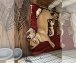 Small Photo #1 Belgian Malinois-Great Pyrenees Mix Puppy For Sale in APPLETON, NY, USA