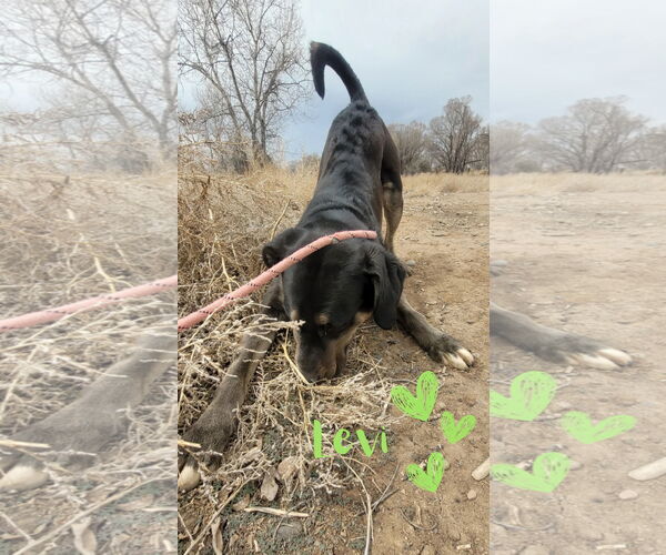 Medium Photo #6 Labrador Retriever-Unknown Mix Puppy For Sale in Monte Vista, CO, USA