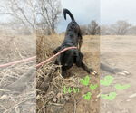 Small #5 Labrador Retriever Mix