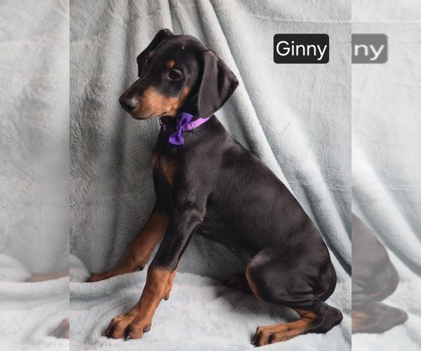 Medium Photo #3 Doberman Pinscher Puppy For Sale in POMEROY, OH, USA