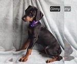 Small #2 Doberman Pinscher