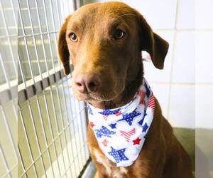 Labrador Retriever-Unknown Mix Dogs for adoption in San Antonio, TX, USA