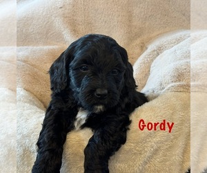 Bernedoodle (Miniature) Puppy for sale in PAXTON, IL, USA