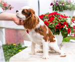 Small Photo #19 Cavalier King Charles Spaniel Puppy For Sale in WAKARUSA, IN, USA