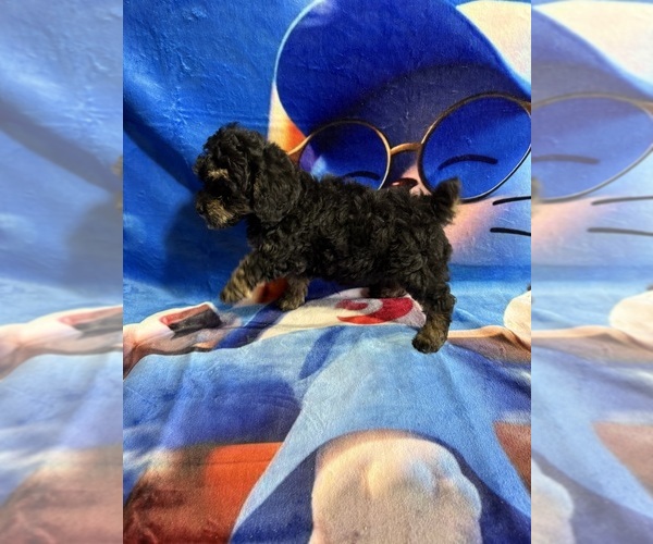 Medium Photo #4 Poodle (Miniature) Puppy For Sale in MUNFORDVILLE, KY, USA