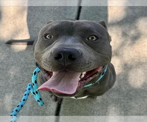 Medium Photo #2 American Pit Bull Terrier Puppy For Sale in Rancho Cucamonga, CA, USA