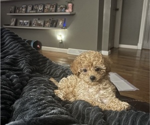 Medium Poodle (Toy)