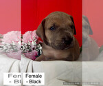 Puppy Puppy 1 Female Great Dane