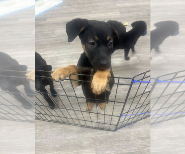 Medium Photo #1 Shepradors Puppy For Sale in Minneapolis, MN, USA