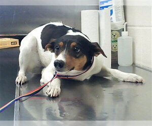 Rat Terrier-Unknown Mix Dogs for adoption in Fayetteville, NC, USA