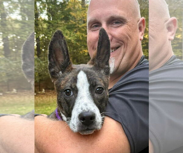 Medium Photo #8 Mountain Cur-Unknown Mix Puppy For Sale in Alexander, AR, USA