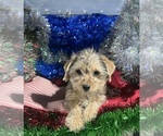 Small #4 YorkiePoo