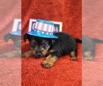 Small Photo #19 Yorkshire Terrier Puppy For Sale in AKRON, OH, USA