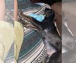 Small #1 Labrador Retriever Mix
