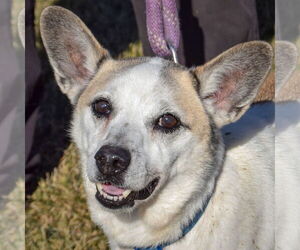 Unknown-pomeranian spitz Mix Dogs for adoption in Huntley, IL, USA