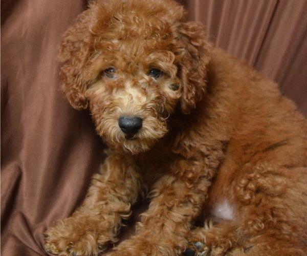 Medium Photo #4 Doodle Puppy For Sale in PATERSON, NJ, USA