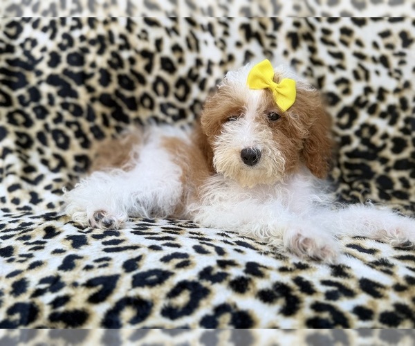 Medium Photo #3 Poodle (Miniature) Puppy For Sale in LAKELAND, FL, USA