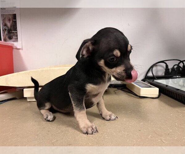 Medium Photo #1 Chihuahua Puppy For Sale in Corona, CA, USA