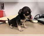 Small Chihuahua
