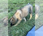Puppy Daphne German Shepherd Dog