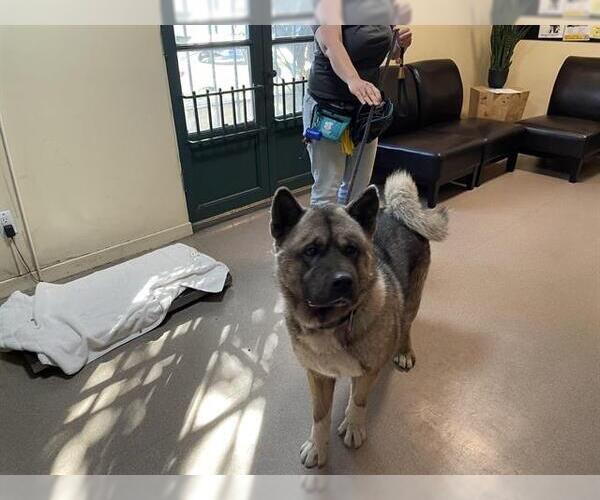 Medium Photo #1 Akita Puppy For Sale in Pasadena, CA, USA