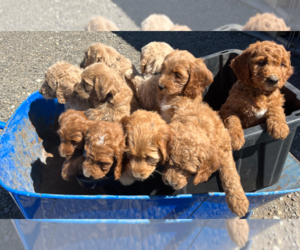Goldendoodle Puppy for Sale in RAINIER, Washington USA