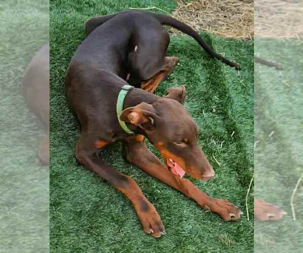 Medium Photo #7 Doberman Pinscher Puppy For Sale in Buffalo, MN, USA