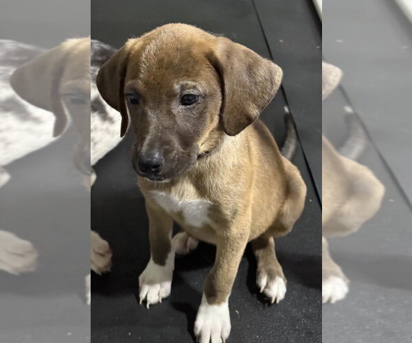 Medium Photo #4 Catahoula Leopard Dog-Labrador Retriever Mix Puppy For Sale in Aurora, IN, USA
