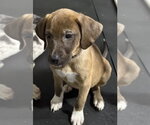 Small #3 Catahoula Leopard Dog-Labrador Retriever Mix