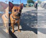 Small Chihuahua