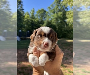 Miniature Australian Shepherd Puppy for sale in EASTANOLLEE, GA, USA