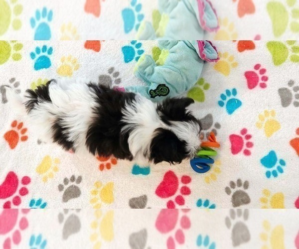 Medium Photo #7 Papitese Puppy For Sale in ORO VALLEY, AZ, USA
