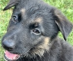 Small Photo #18 German Shepherd Dog Puppy For Sale in WINONA, MN, USA