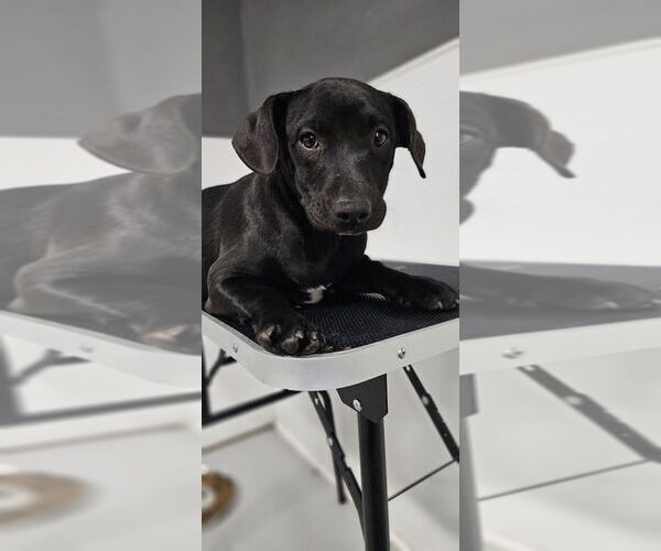 Medium Photo #3 Mutt Puppy For Sale in Studio City, CA, USA