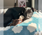 Small #13 Labrador Retriever Mix