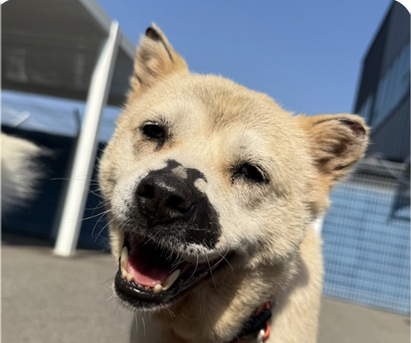 Medium Photo #1 Mutt Puppy For Sale in San Ramon, CA, USA