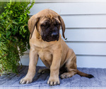 Small Photo #61 Mastiff Puppy For Sale in WAKARUSA, IN, USA