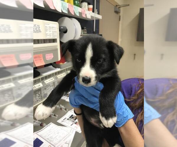 Medium Photo #1 Siberian Husky-Unknown Mix Puppy For Sale in Conroe, TX, USA