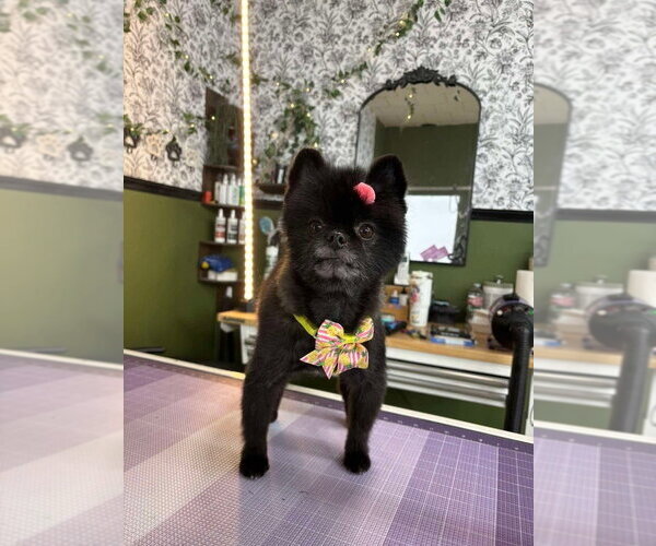 Medium Photo #2 Pomeranian Puppy For Sale in Vail, AZ, USA