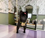 Small #1 Pomeranian