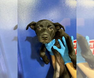 German Shepherd Dog Dogs for adoption in Bakersfield, CA, USA