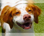 Small #3 Brittany Mix