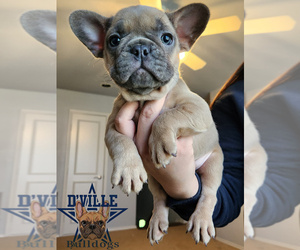 French Bulldog Dog for Adoption in DUNCANVILLE, Texas USA